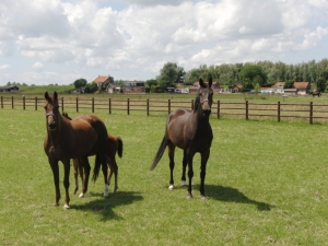 paarden in de wei Nieuwsgierige paarden in de wei