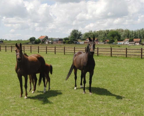 Nieuwsgierige paarden in de wei