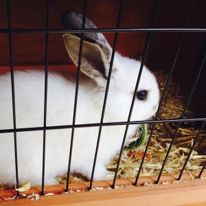 Schattig konijn in een hok