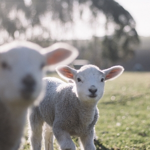 schattige lammetjes